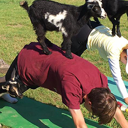 GOAT YOGA